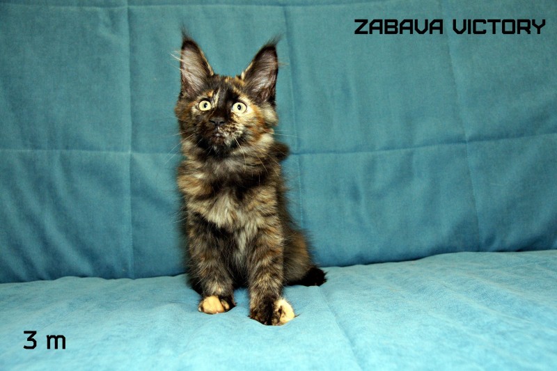 Zabava Victory, 3 месяца