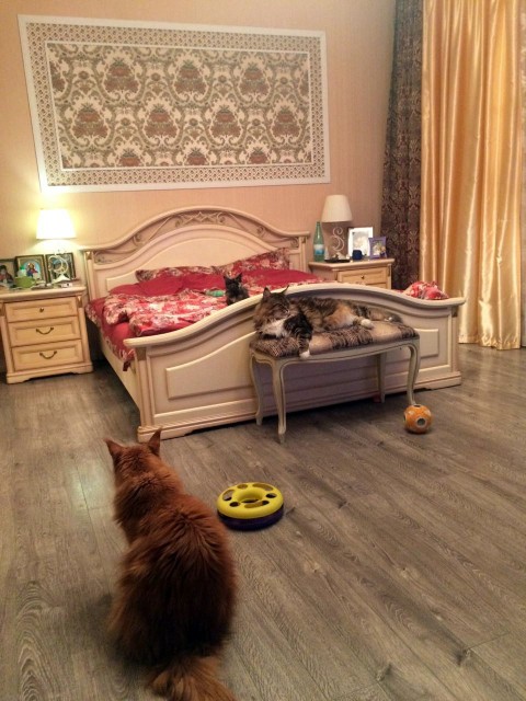 Zabava Victory, 3,5 месяца