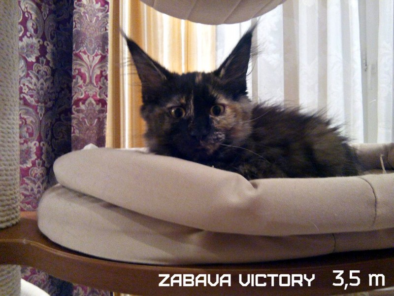 Zabava Victory, 3,5 месяца