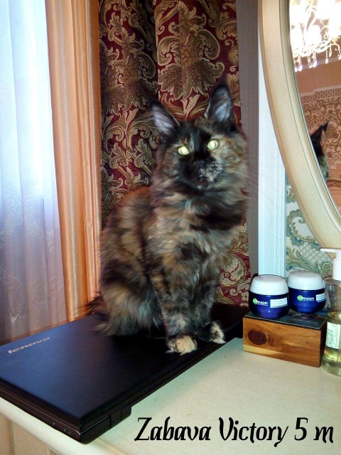 Zabava Victory, 5,5 месяца