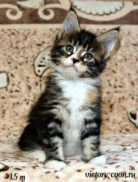кошка 3, 1,5 месяца, Victory
