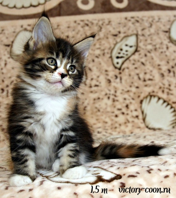 кошка 3, 1,5 месяца, Victory