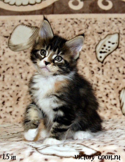 кошка 3, 1,5 месяца, Victory