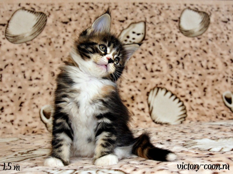 кошка 3, 1,5 месяца, Victory