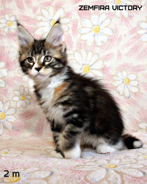 Zemfira Victory, 2 месяца