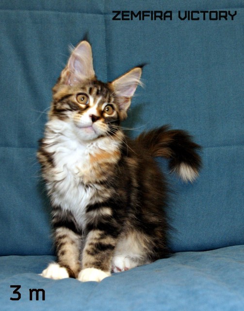 Zemfira Victory, 3 месяца