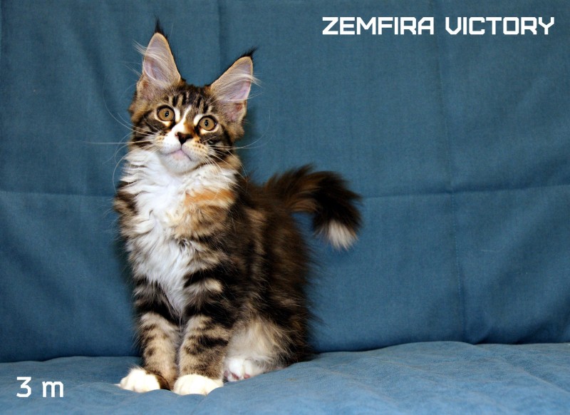 Zemfira Victory, 3 месяца