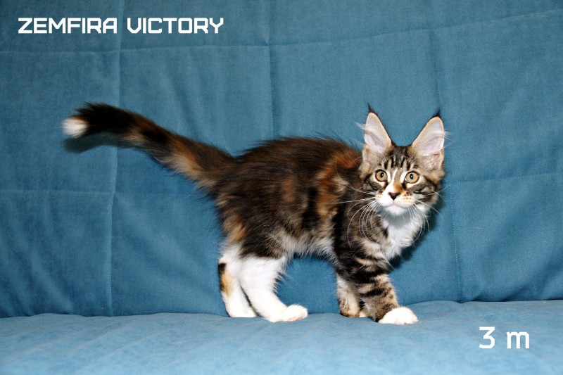 Zemfira Victory, 3 месяца