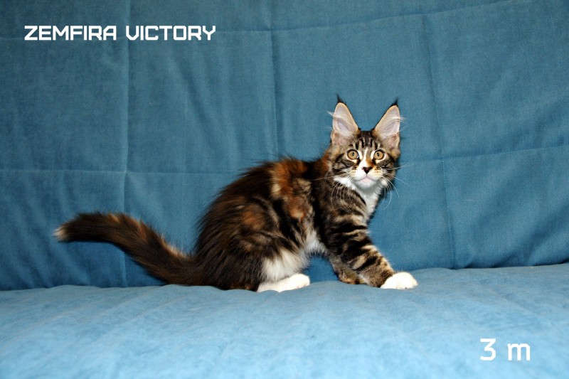 Zemfira Victory, 3 месяца