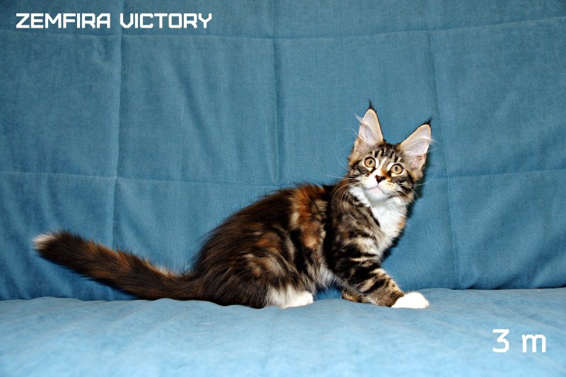 Zemfira Victory, 3 месяца