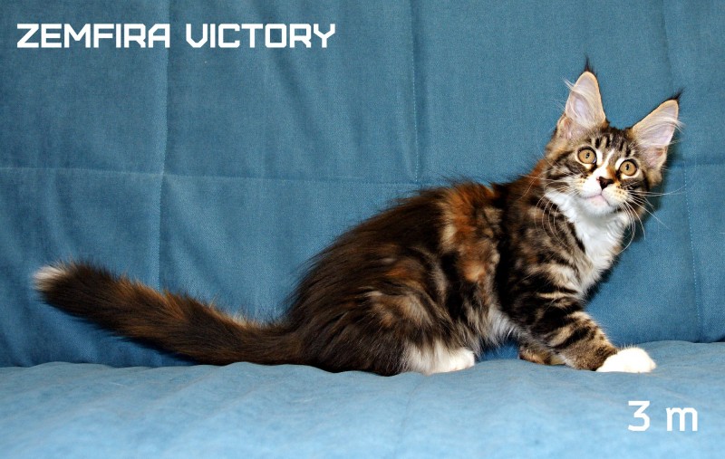 Zemfira Victory, 3 месяца