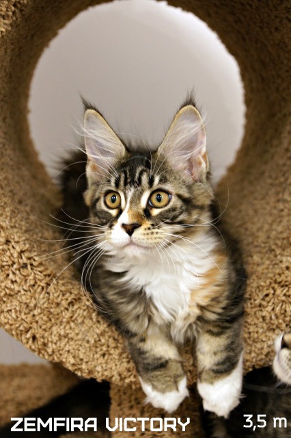 Zemfira Victory, 3,5 месяца