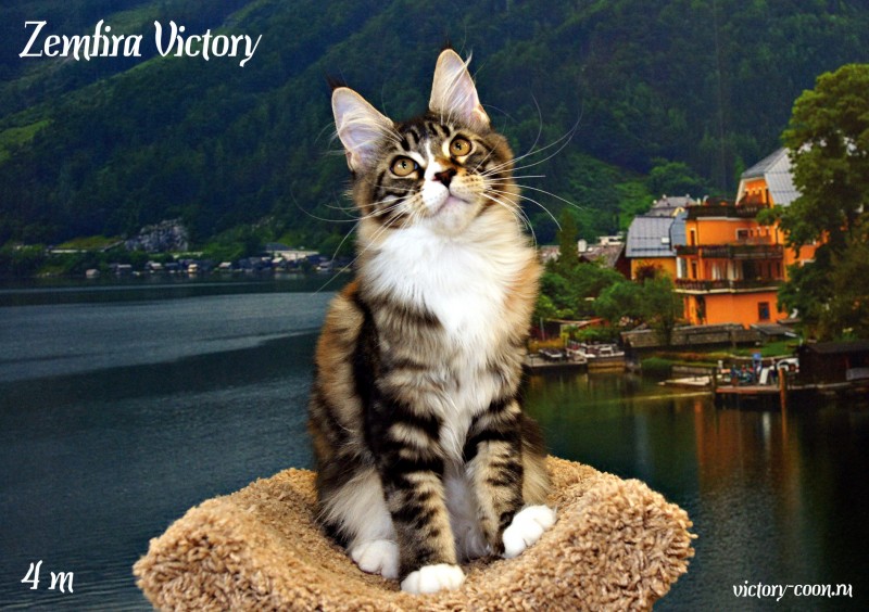 Zemfira Victory, 4 месяца