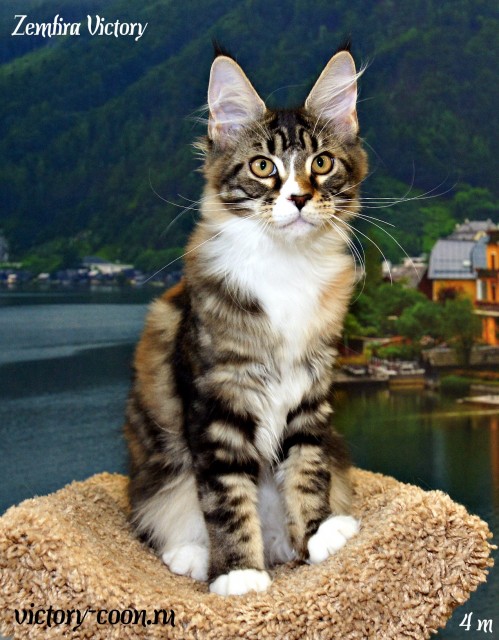 Zemfira Victory, 4 месяца