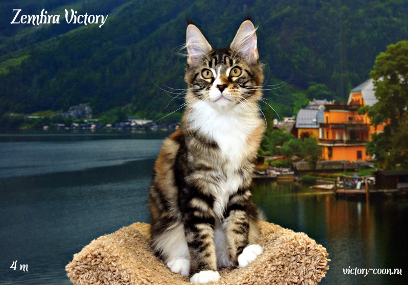 Zemfira Victory, 4 месяца