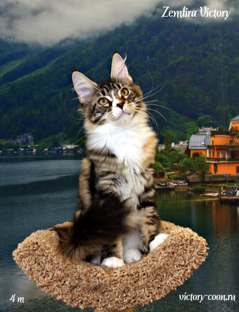 Zemfira Victory, 4 месяца