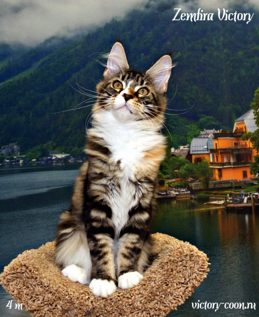 Zemfira Victory, 4 месяца