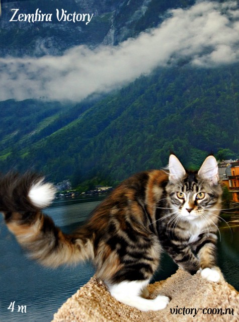 Zemfira Victory, 4 месяца