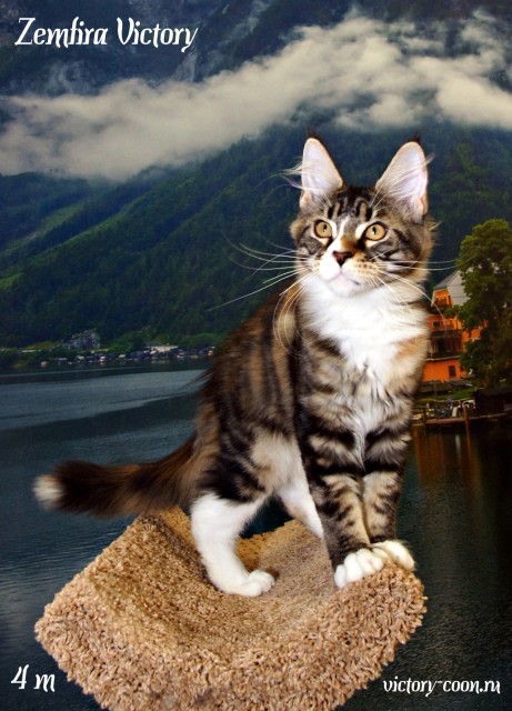 Zemfira Victory, 4 месяца