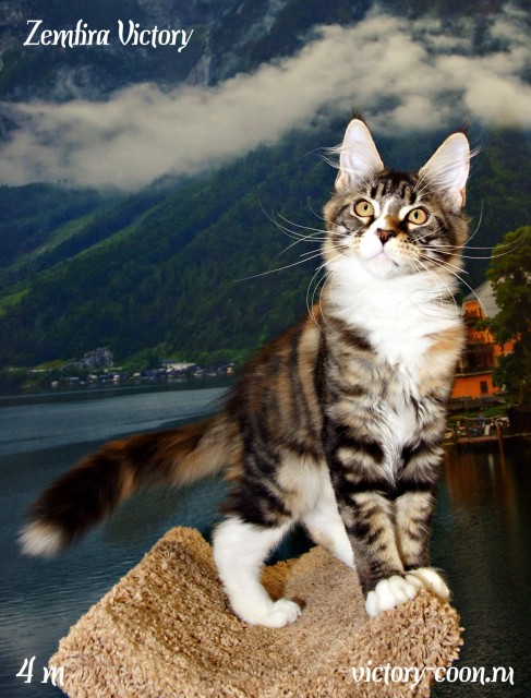 Zemfira Victory, 4 месяца