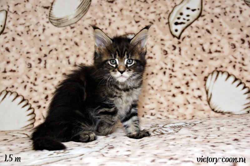 кошка 4, 1,5 месяца, Victory