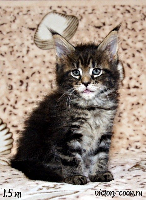 кошка 4, 1,5 месяца, Victory