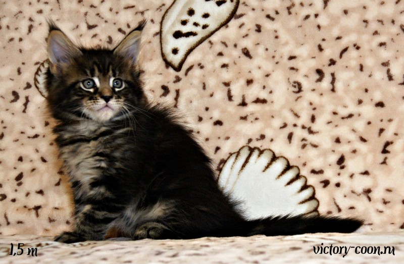 кошка 4, 1,5 месяца, Victory