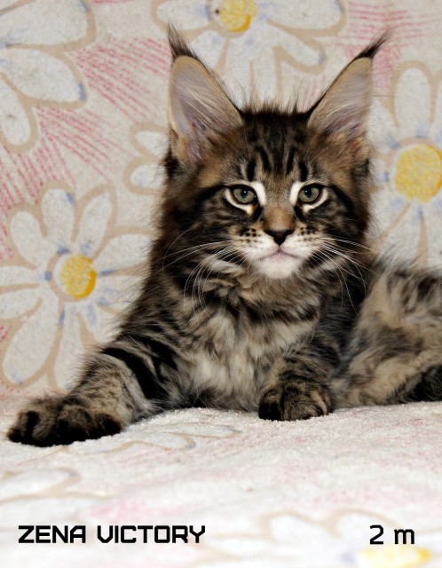 Zena Victory, 2 месяца