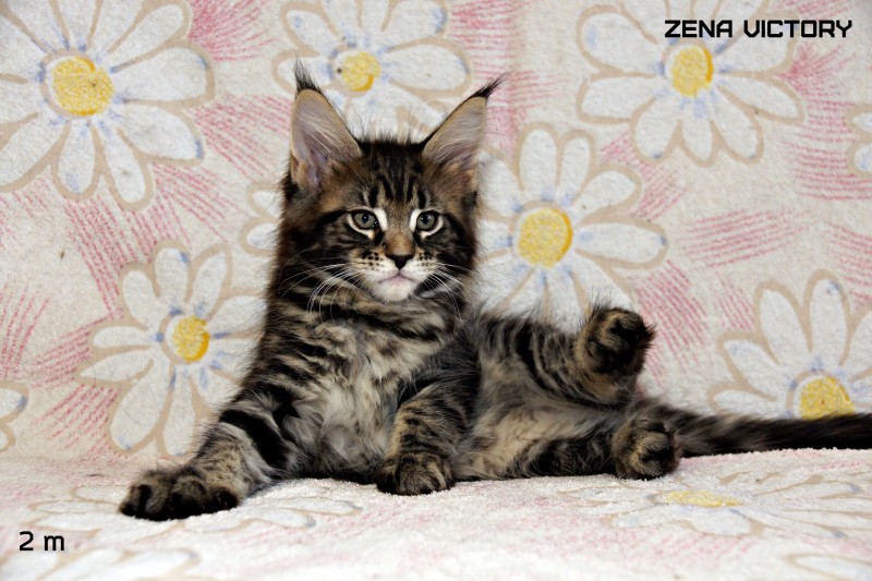 Zena Victory, 2 месяца