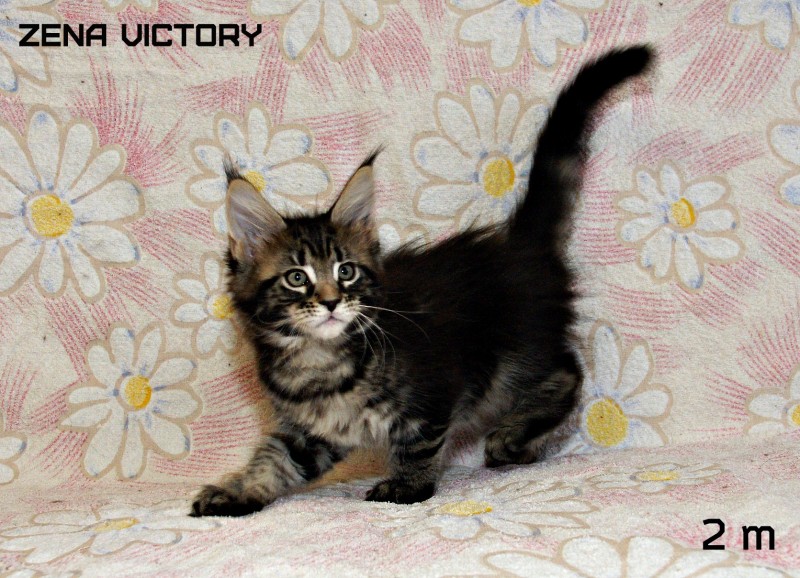 Zena Victory, 2 месяца