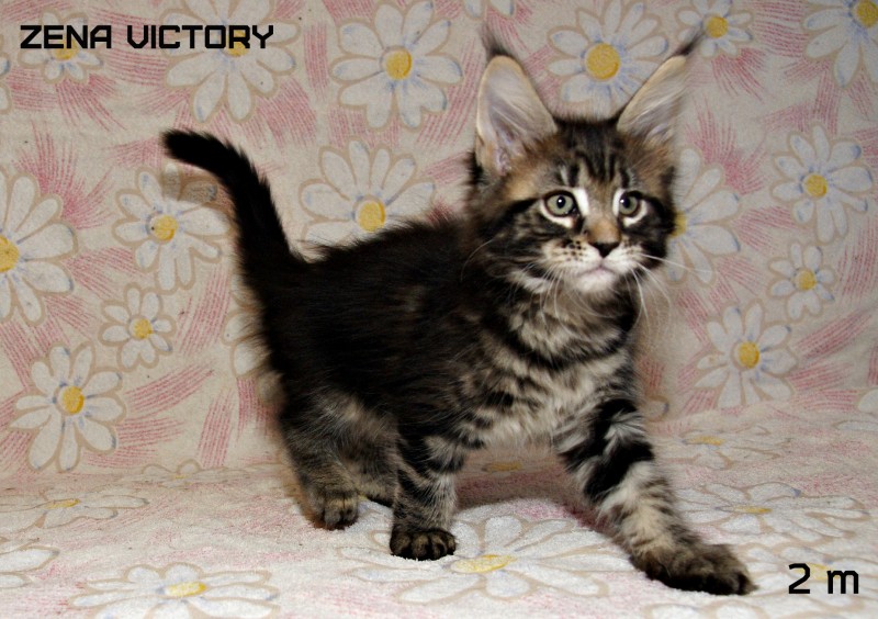 Zena Victory, 2 месяца
