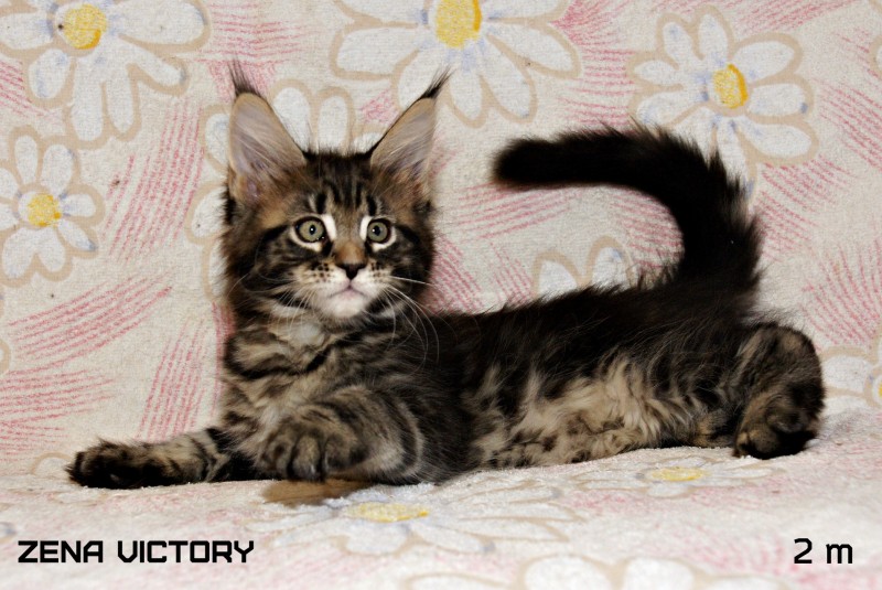 Zena Victory, 2 месяца