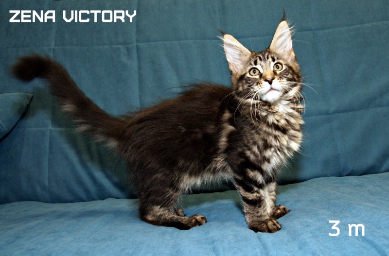 Zena Victory, 3 месяца