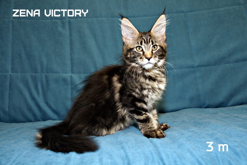 Zena Victory, 3 месяца