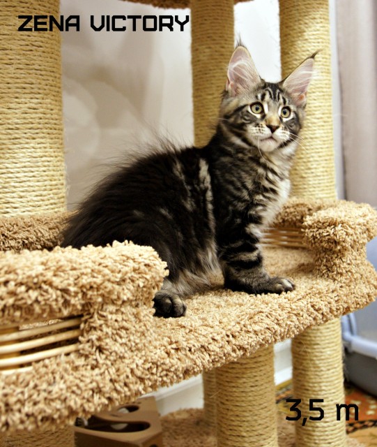 Zena Victory, 3,5 месяца