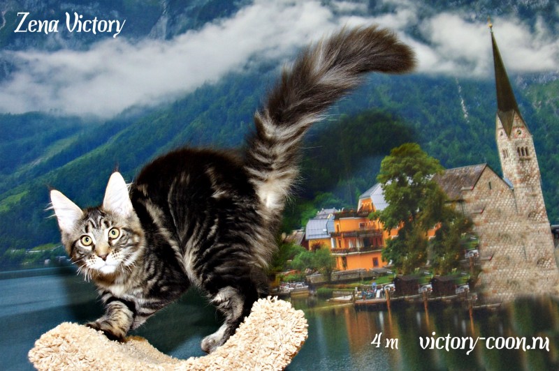 Zena Victory, 4 месяца