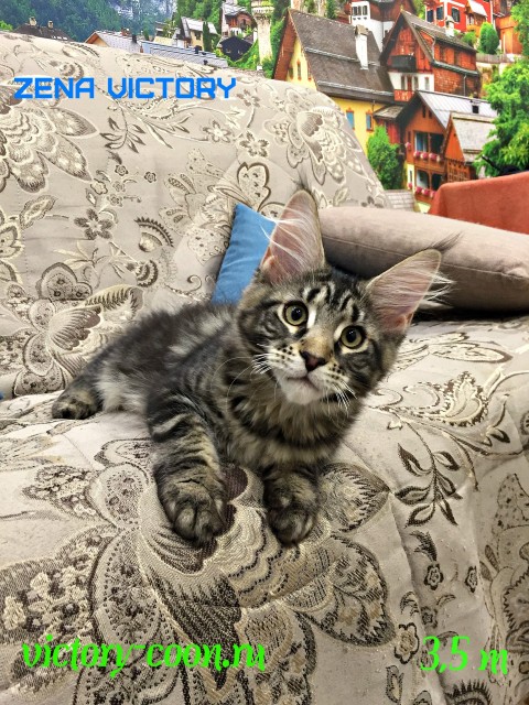 Zena Victory, 3,5 месяца