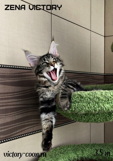 Zena Victory, 3,5 месяца