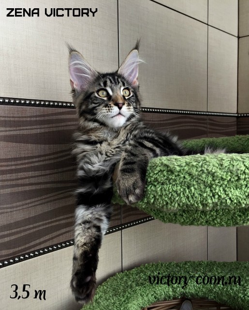 Zena Victory, 3,5 месяца