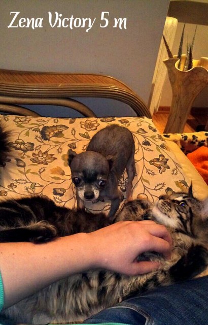 Zеna Victory, 5,5 месяца