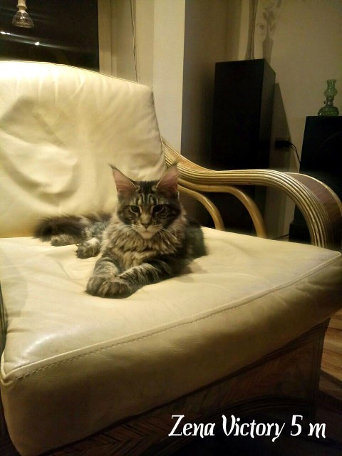 Zеna Victory, 5,5 месяца