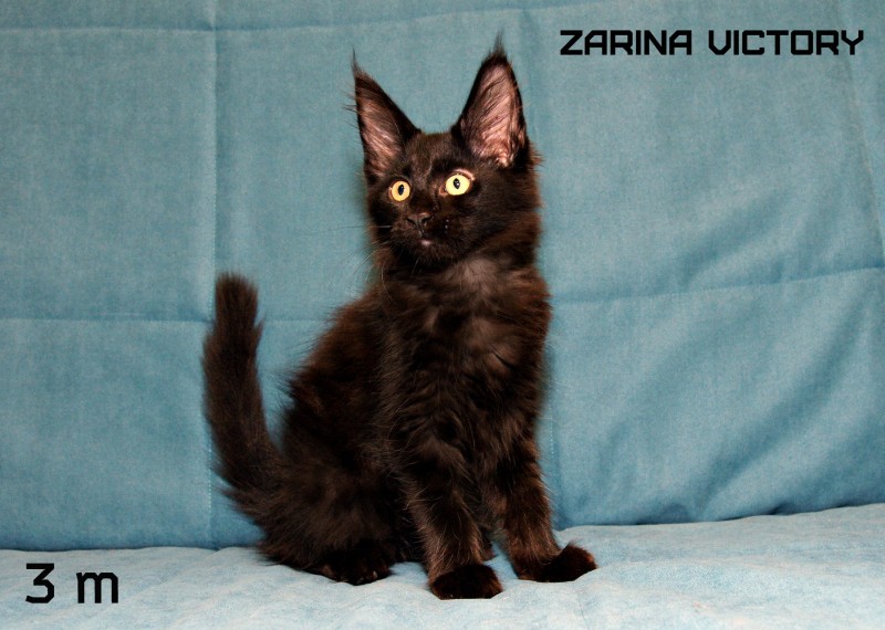 Zarina Victory, 3 месяца