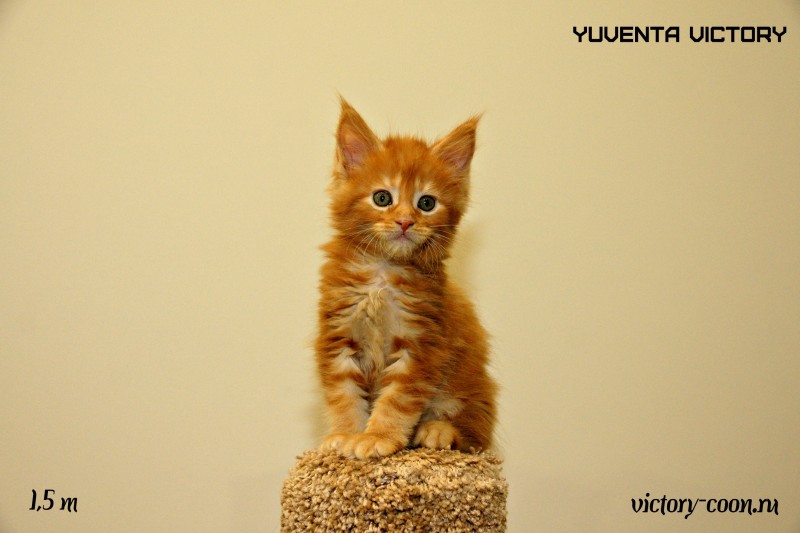 Yuventa Victory, 1,5 месяца