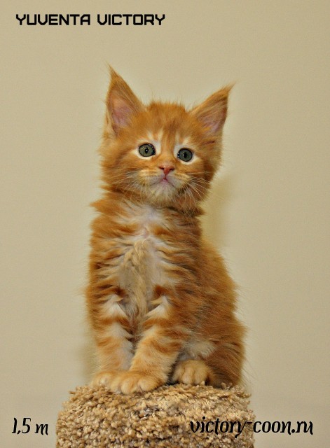 Yuventa Victory, 1,5 месяца