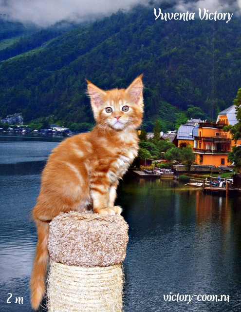 Yuventa Victory, 2 месяца