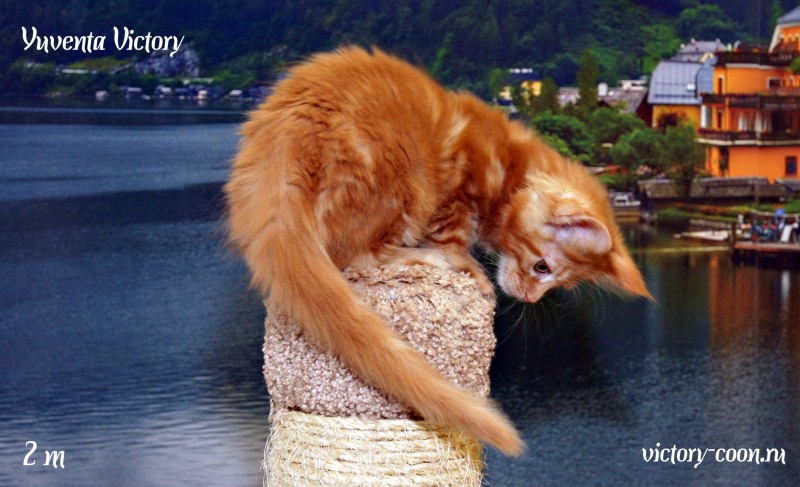 Yuventa Victory, 2 месяца