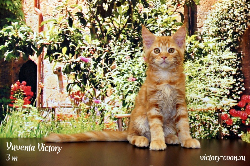 Yuventa Victory, 3 месяца