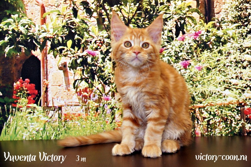 Yuventa Victory, 3 месяца