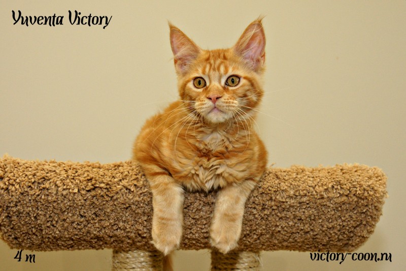 Yuventa Victory, 4 месяца