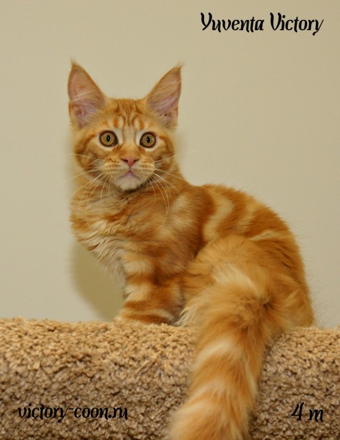 Yuventa Victory, 4 месяца
